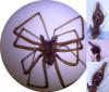 Eratigena saeva